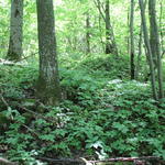 Курганный могильник (Буды), июнь 2015