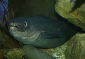 Угорь речной