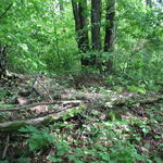 Курганный могильник (Хоруженцы), июнь 2015