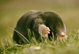 Крот обыкновенный