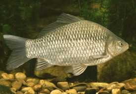 Карась серебряный 