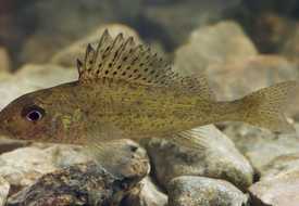 Ерш обыкновенный